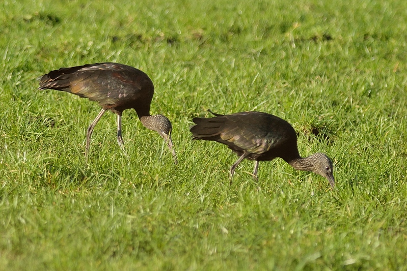 Zwarte Ibis